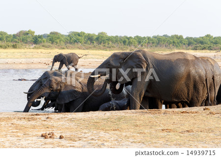 African elephants drinking at a muddy waterhole 14939715