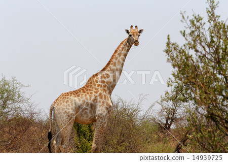 Giraffa camelopardalis in national park, Hwankee 14939725
