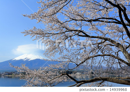 Cherry blossoms over Mt. Fuji and Kawaguchiko lake Cherry blossoms over Mt. Fuji and Kawaguchiko lake 14939968