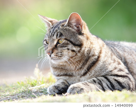 Afternoon cat Afternoon cat 14940099