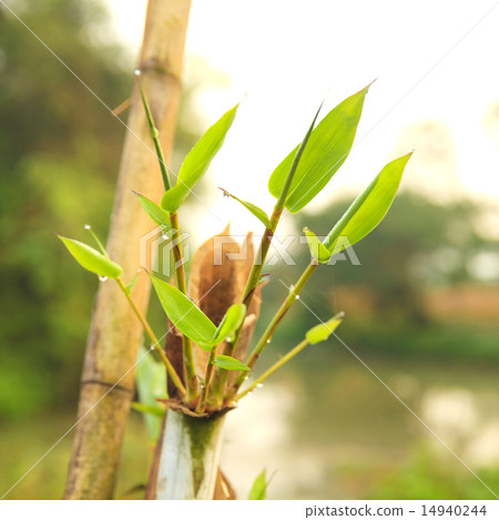 bamboo garden bamboo garden 14940244