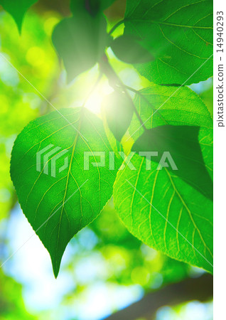Branch green leafes in sunny day 14940293