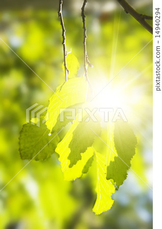 Green leaf of aspen in a sunny day 14940294