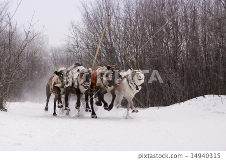 Team of rein-deers skims over the snow path. 14940315