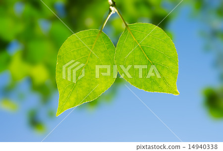 Two green leafes in sunny day 14940338
