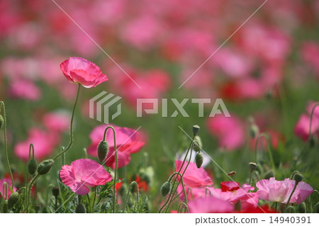 罌粟 罌粟 14940391