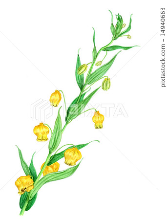 雷霆索尼婭（水彩畫，植物藝術） 14940663