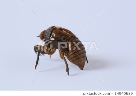 蟬殼 14940689