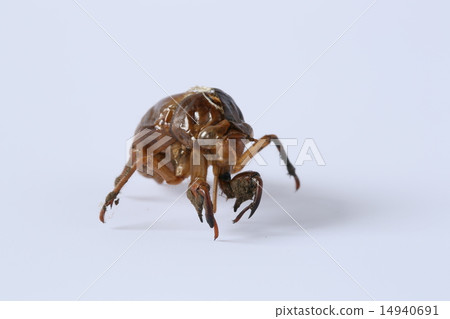 蟬殼 14940691
