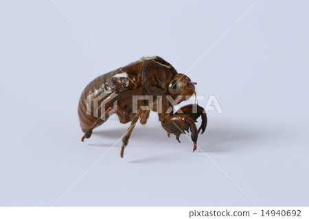蟬殼 14940692