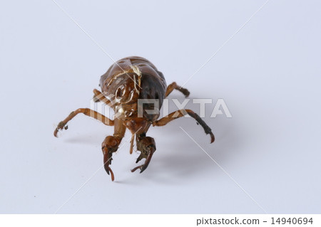 蟬殼 蟬殼 14940694