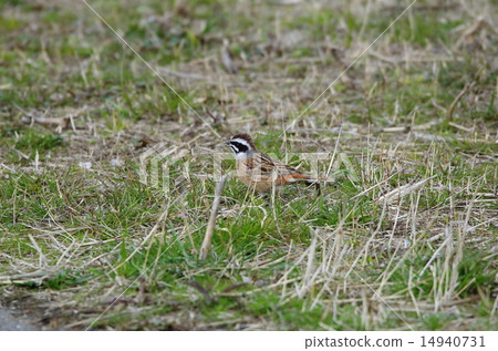 White fish White fish 14940731