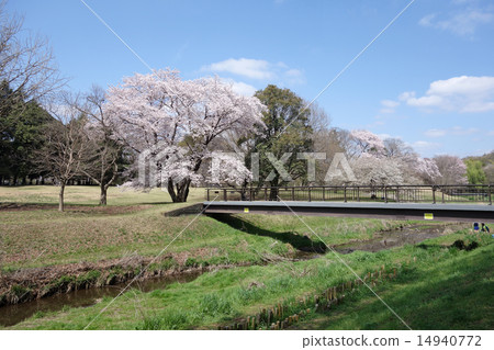 Sakura (Yanagibashi) in Nogawa Park 14940772