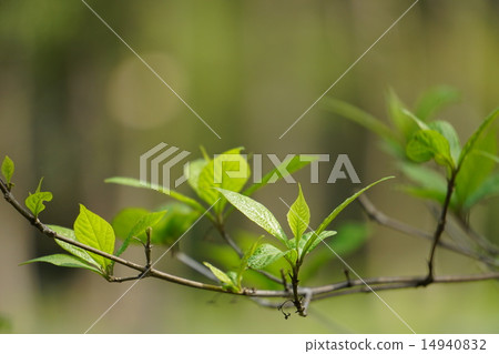 Murasakusibi年輕葉子 14940832