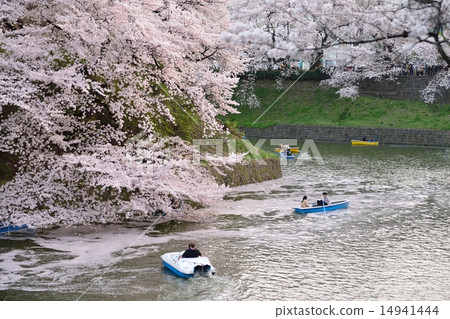 Sakura Chidorigafuchi Sakura Chidorigafuchi 14941444
