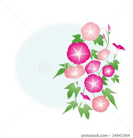牽牛花 -  02■Asagao·牽牛花·夏日形象·粉紅色·紅紫色 14941564