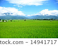 Early summer rice fields 14941717