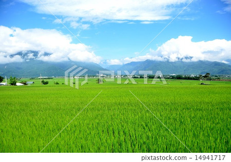 Early summer rice fields 14941717