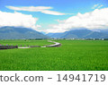 Early summer rice fields 14941719