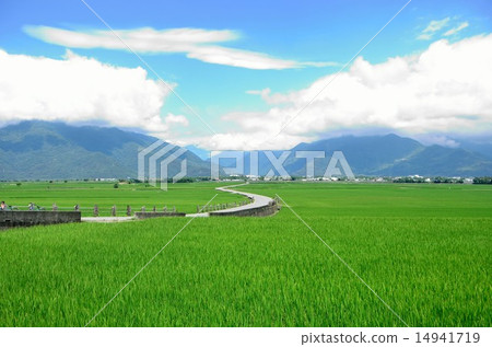 Early summer rice fields Early summer rice fields 14941719