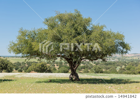 Beautiful Argan tree 14941842