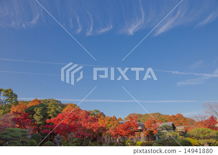 Autumn leaves and autumn sky of Suma Rikyu park 14941880