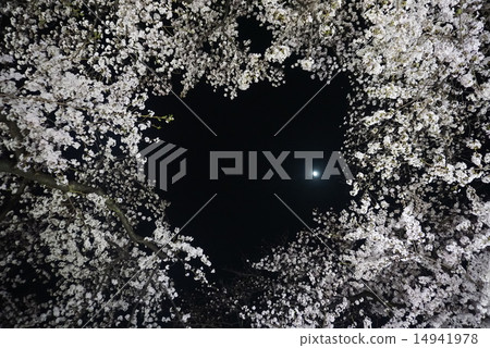 Cherry Heart 14941978