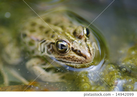 A frog A frog 14942099