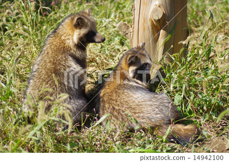 raccoon dog raccoon dog 14942100