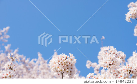 Cherry tree in full bloom  14942228