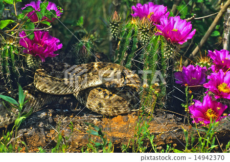 Diamondback Rattlesnake 14942370