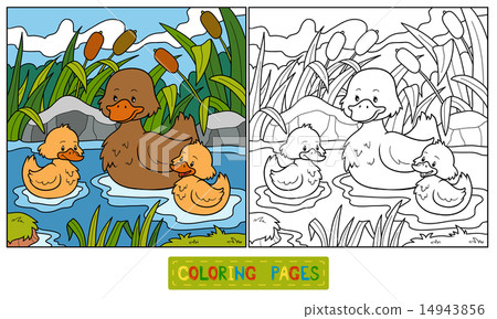 Coloring book (duck) Coloring book (duck) 14943856