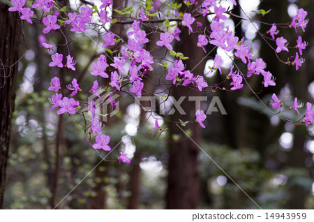Mitsuba Azalea Mitsuba Azalea 14943959