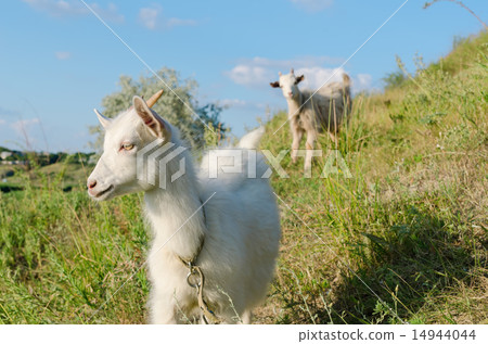 goat grazed on a meadow goat grazed on a meadow 14944044