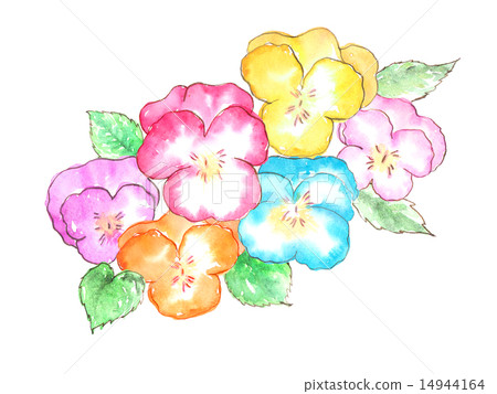 Pansy spring flower colorful cute plants spring flower flower arrangement flower arrangement illustration illustration watercolor 14944164