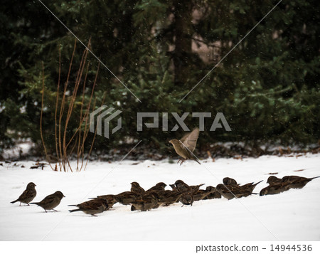 White-throated Sparrow perched on a snow 14944536
