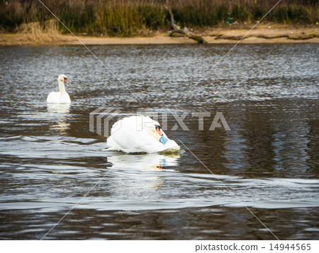 Beautiful young swans in lake Beautiful young swans in lake 14944565