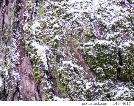 mossy bark on rain forest tree with snow 14944617