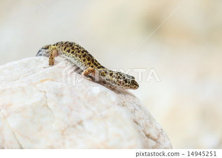 Gecko lizard on rocks Gecko lizard on rocks 14945251