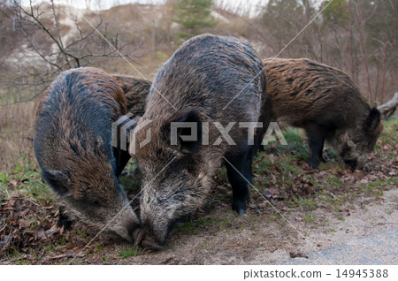 Wild pigs 14945388