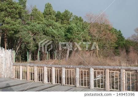 forest forest 14945396