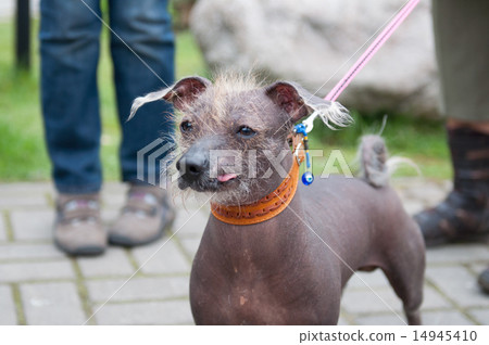 Mexican hairless dog 14945410