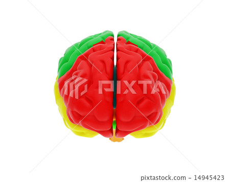 3d human brain 14945423