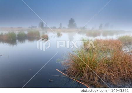 misty morning on swamp misty morning on swamp 14945821