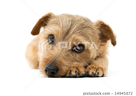 Norfolk Terrier Norfolk Terrier 14945872