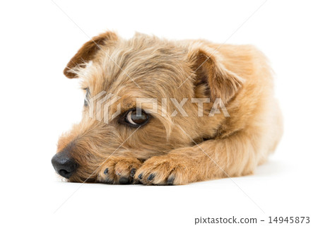 Norfolk Terrier 14945873