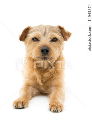Norfolk Terrier Norfolk Terrier 14945874