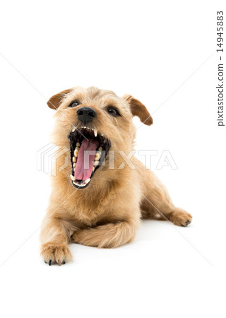 諾福克梗 14945883