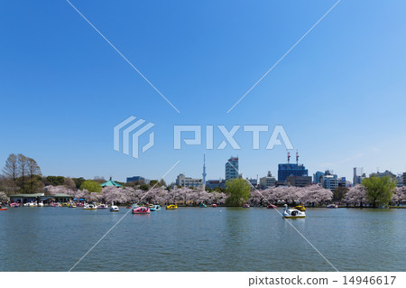 A cherry-blossom viewer with a cherry-blossom viewing cherry blossoms at Ueno Park A cherry-blossom viewer with a cherry-blossom viewing cherry blossoms at Ueno Park 14946617
