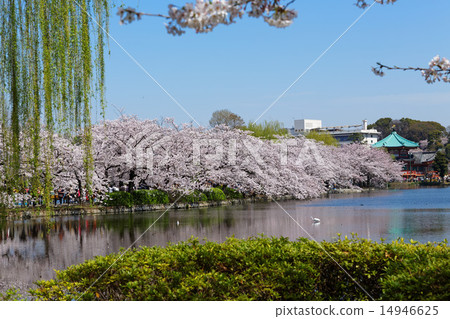 Ueno Park's full bloom in Kiyoshino and a scenery on the lake 14946625
